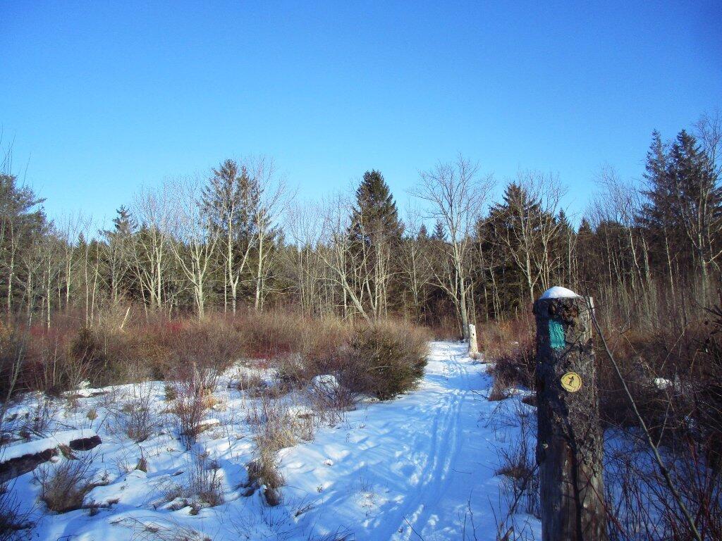 Photo: Recent Clear Cut