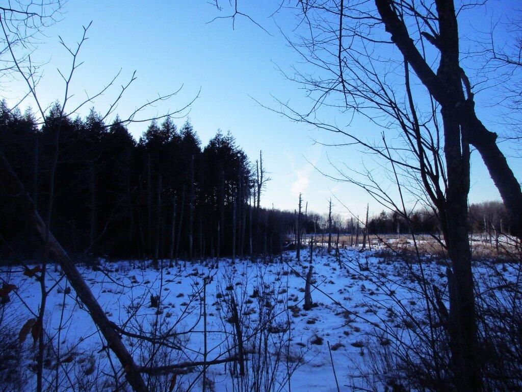 Photo: Swamp Near High Point