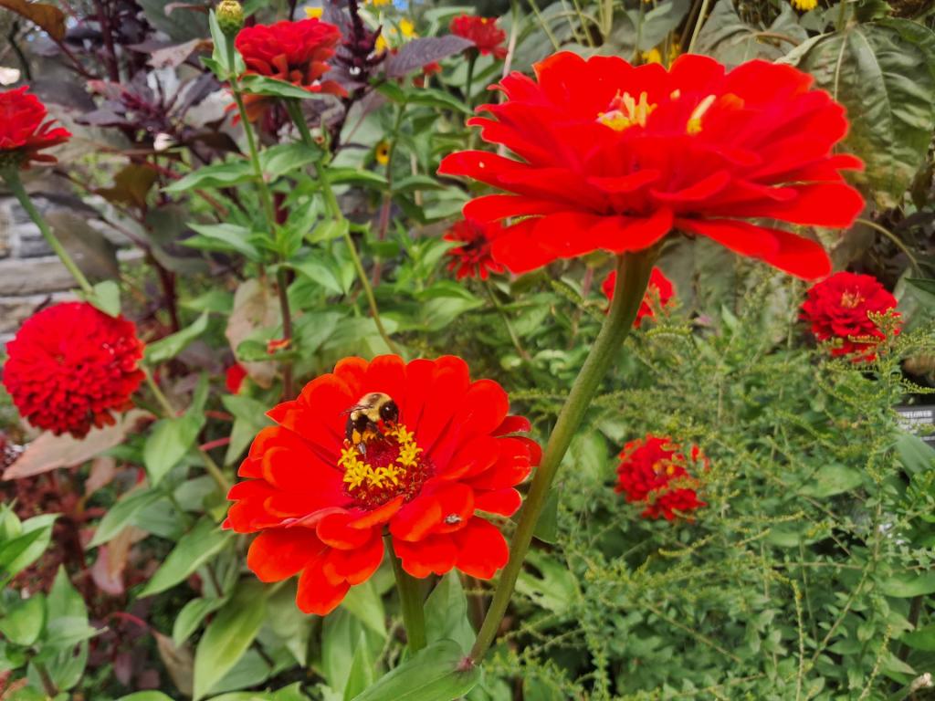 Photo: Marigold