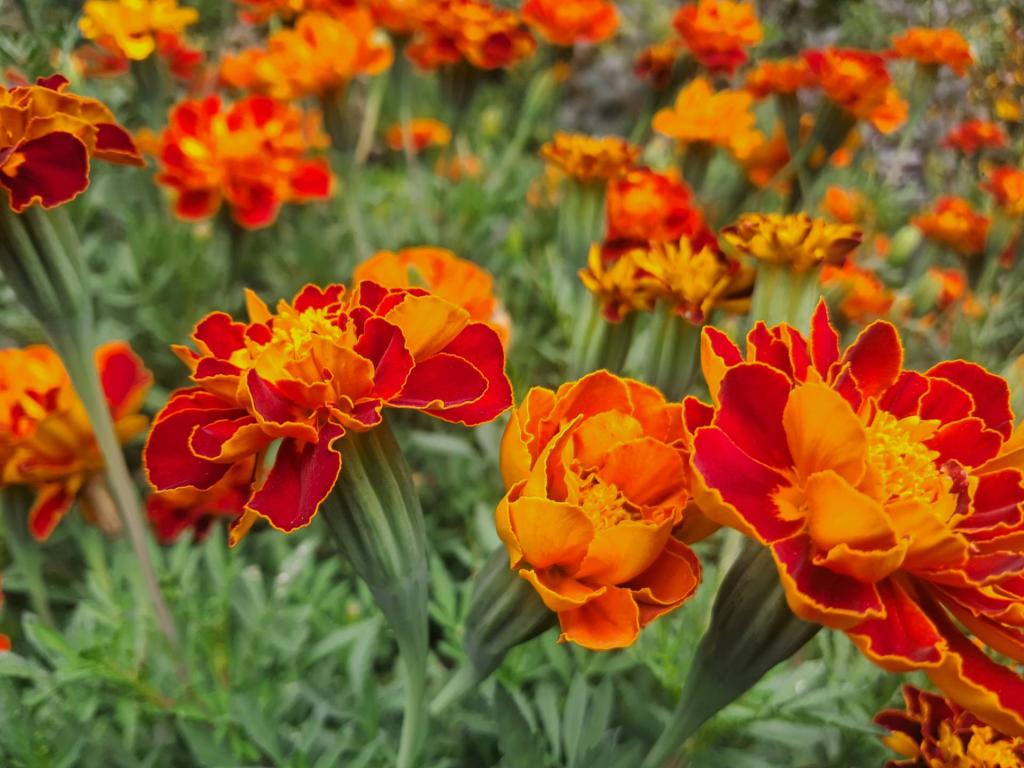 Photo: African Marigold