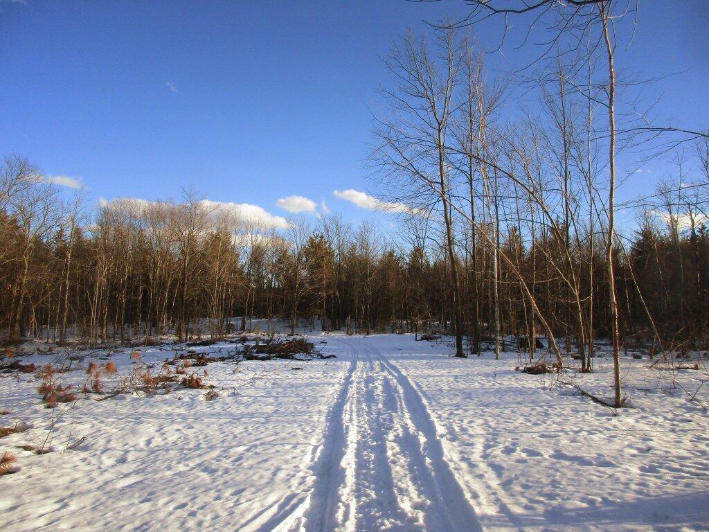 Photo: New Clear Cut