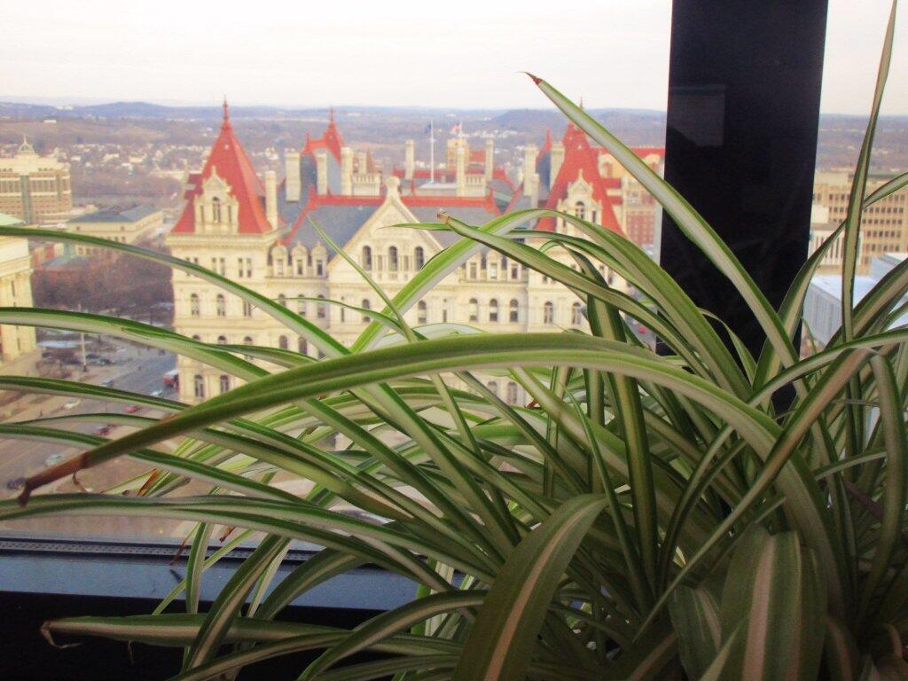 Photo: Spider Plant Looks Out Window