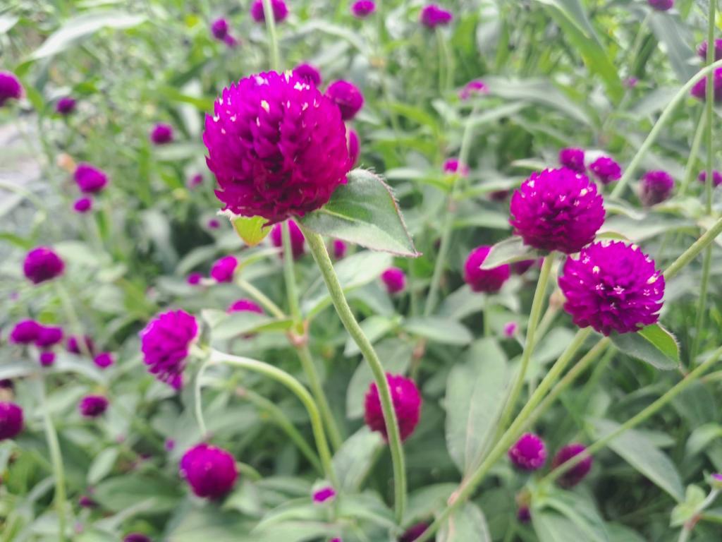 Photo: Purple Globe Amaranth