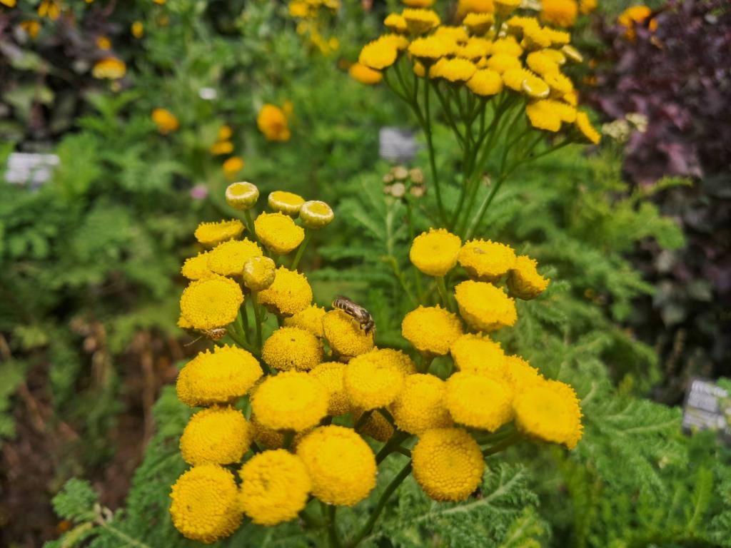 Photo: Common Tansy and Honey Bee