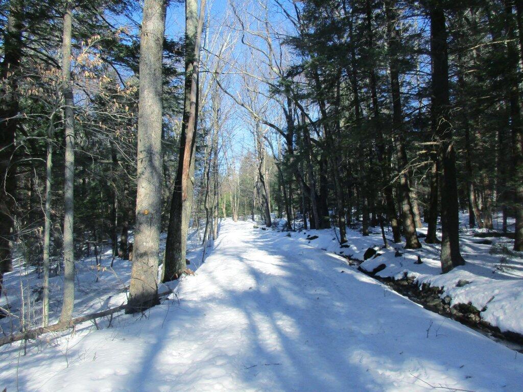 Photo: Old Road Along Spruce Creek