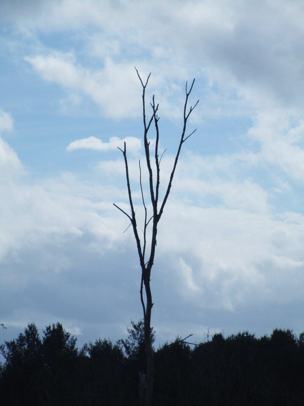 Photo: Tree