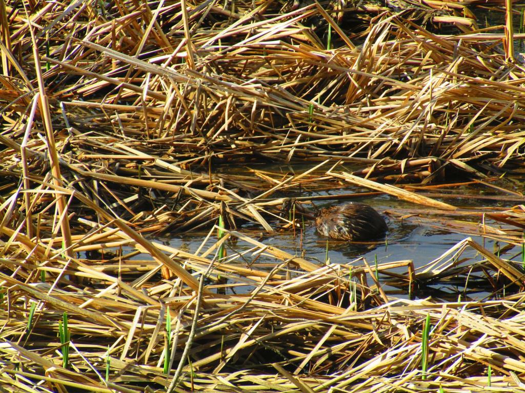 Photo: Muskrat