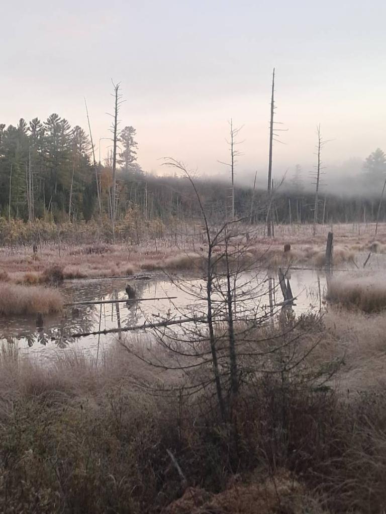 Photo: Frosty