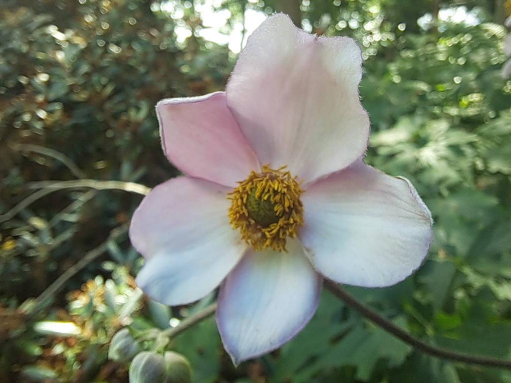 Photo: Japanese Anemone