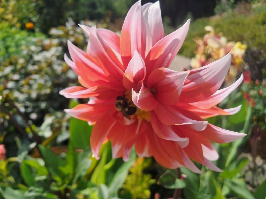 Photo: Vibrant Dahlia