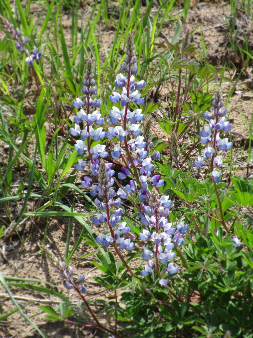 Photo: Lupine