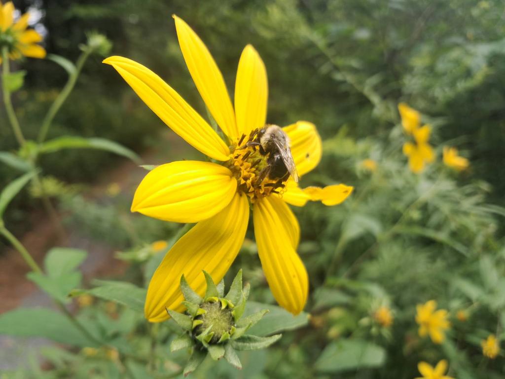 Photo: Bee 🐝