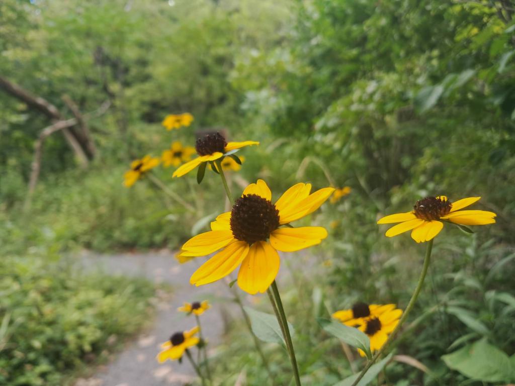 Photo: Black Eye Susans in the Wildflowers Garden