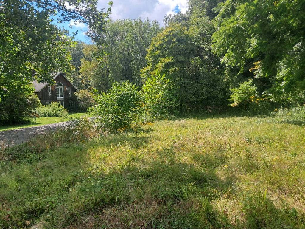 Photo: Native Grasses Lawn