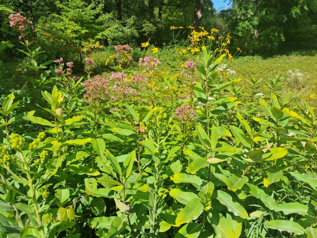 Photo: Milkweed, Joe-Pye Weed, Wild Sunflowers
