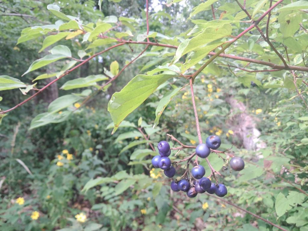 Photo: Dogwood