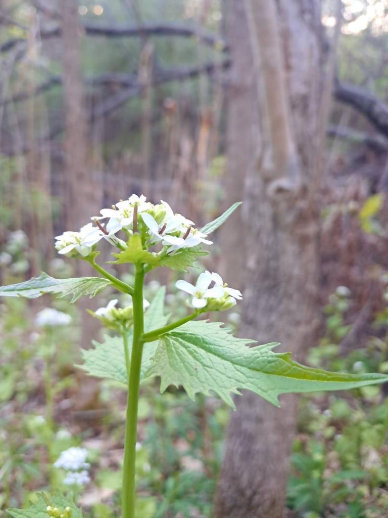 Photo: Garlic Mustard [Expires May 18 2026]