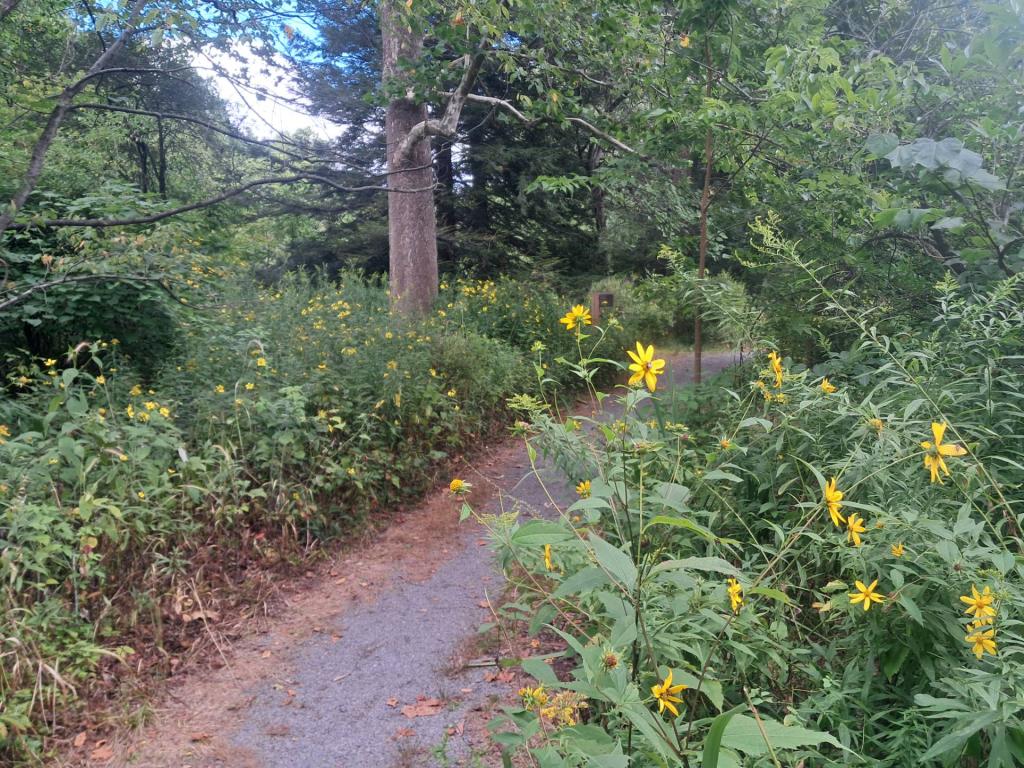 Photo: Wildflower Garden Path