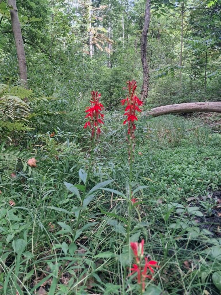Photo: Cardinal Flowers