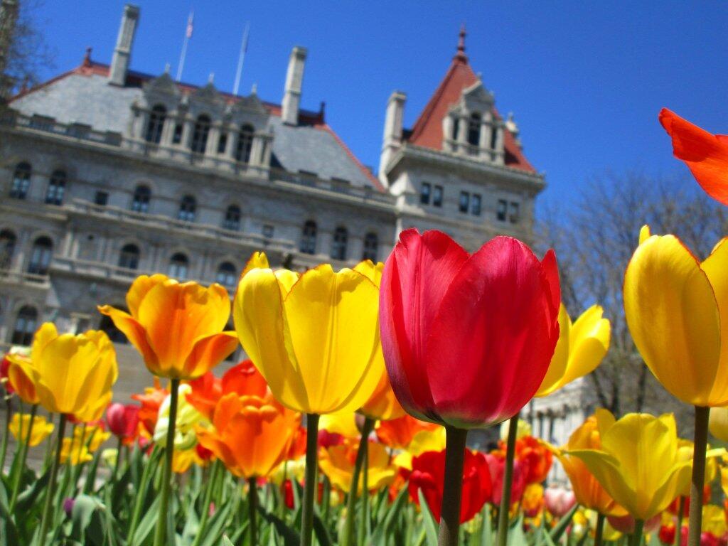 Photo: Tulips Out Front
