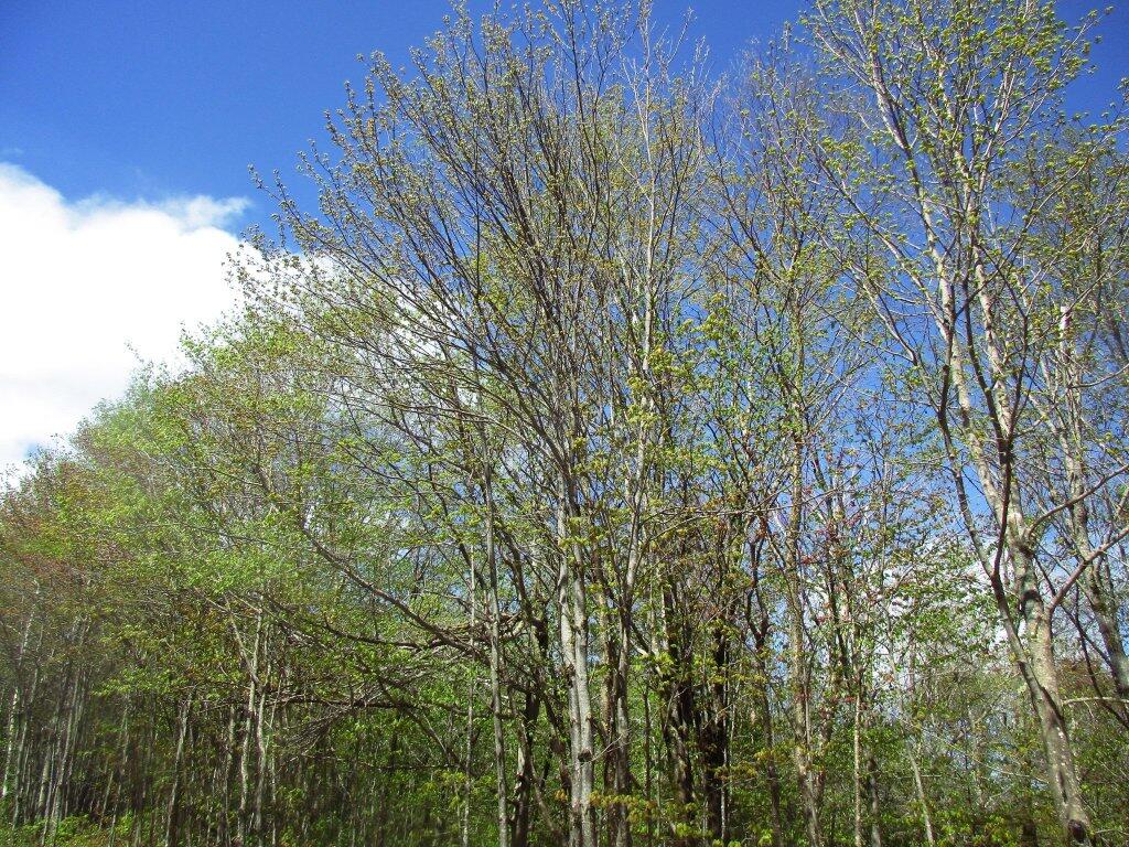 Photo: Leaves Just Starting