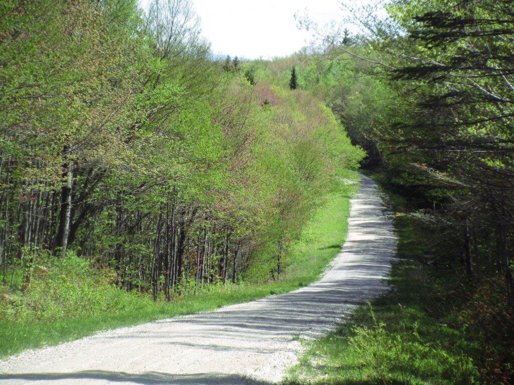 Photo: Branch Pond Road