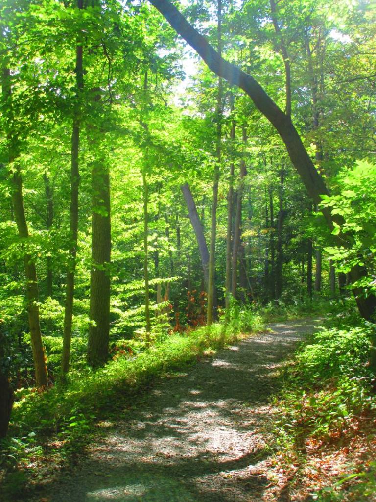 Photo: Upper Trail