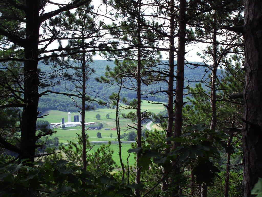 Photo: Thru The Trees