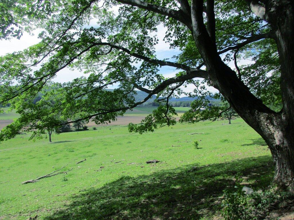 Photo: Very Green
