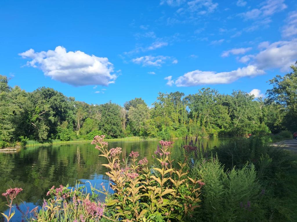 Photo: Joe Pyde Weed along Fall Creek