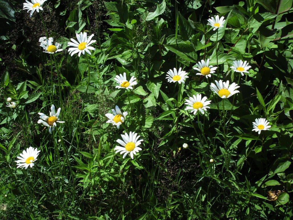 Photo: Daisies