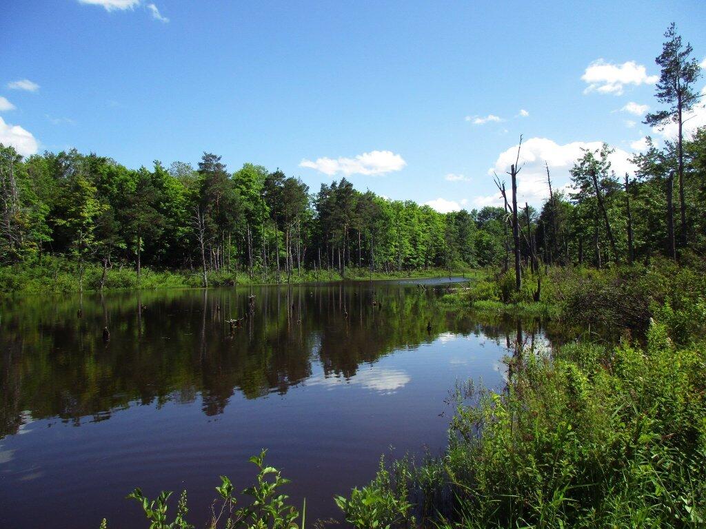 Photo: Pond In Back