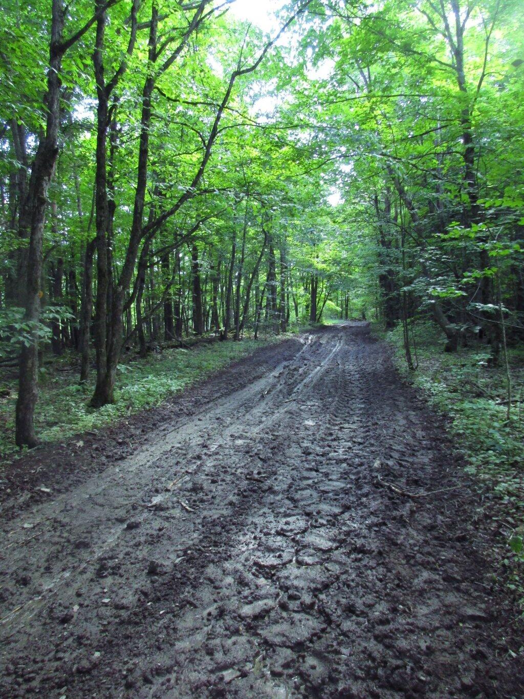 Photo: Skid Road