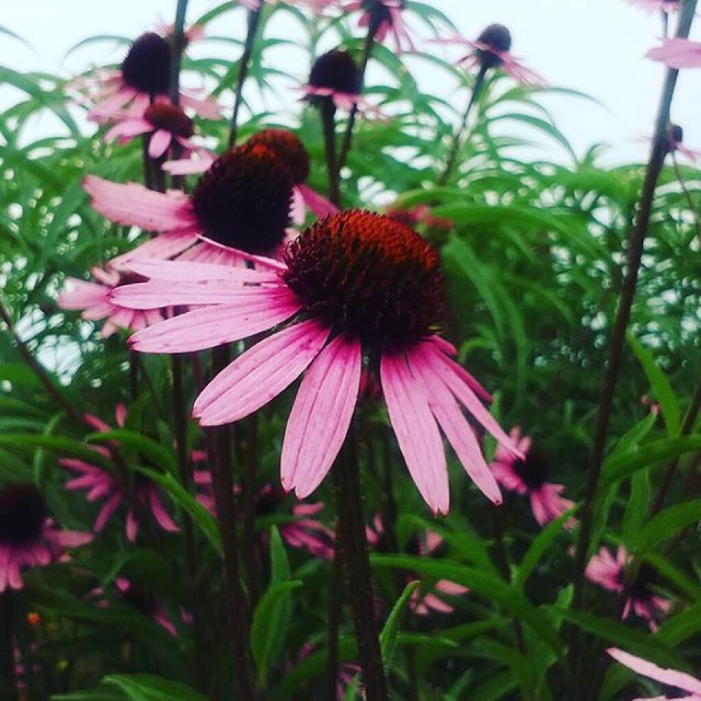 Photo: Cine Flower