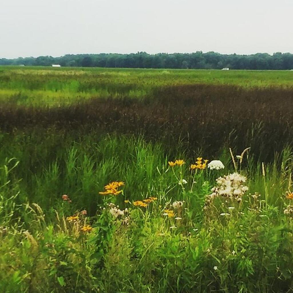 Photo: Roadside Flowers