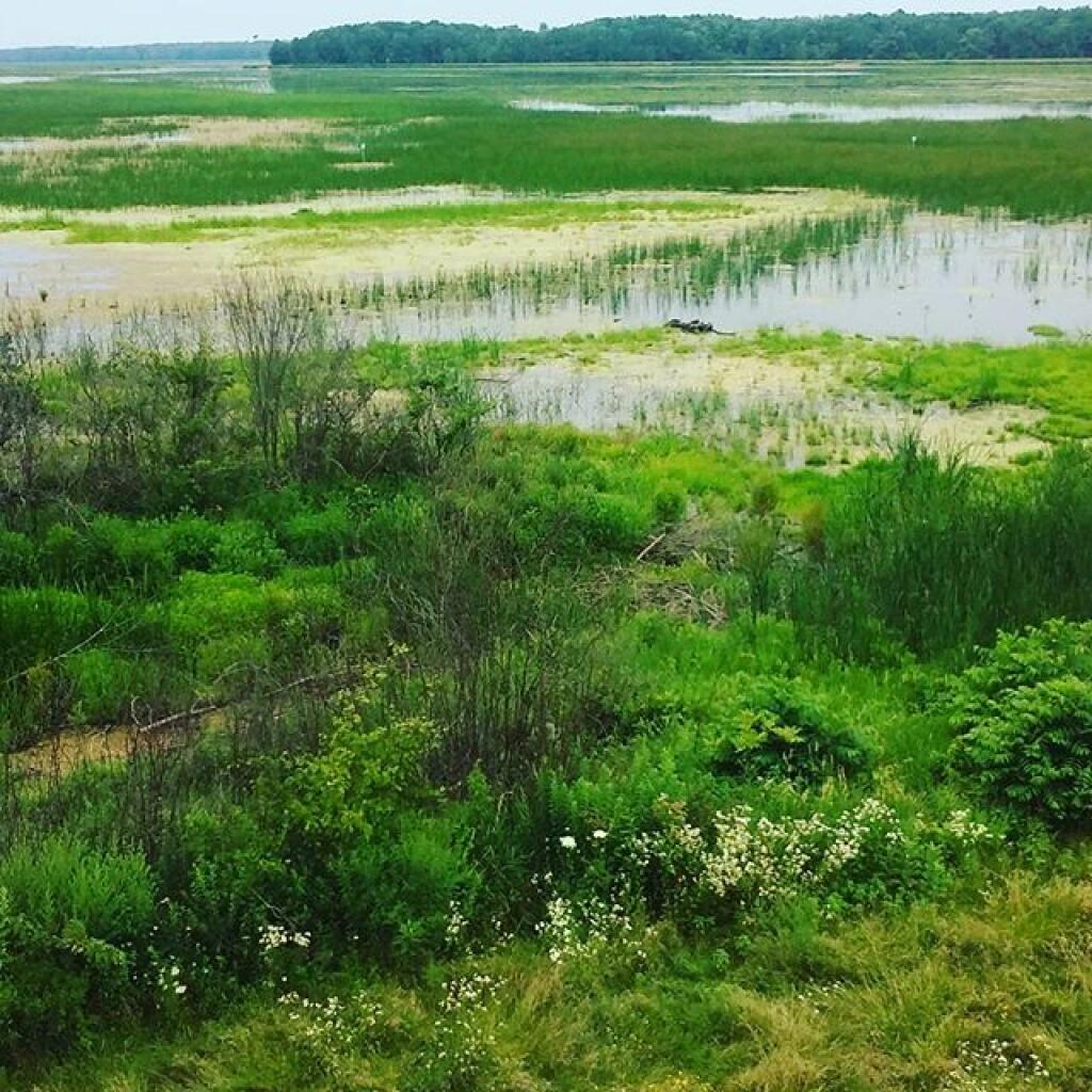 Photo: Mays Point Marsh