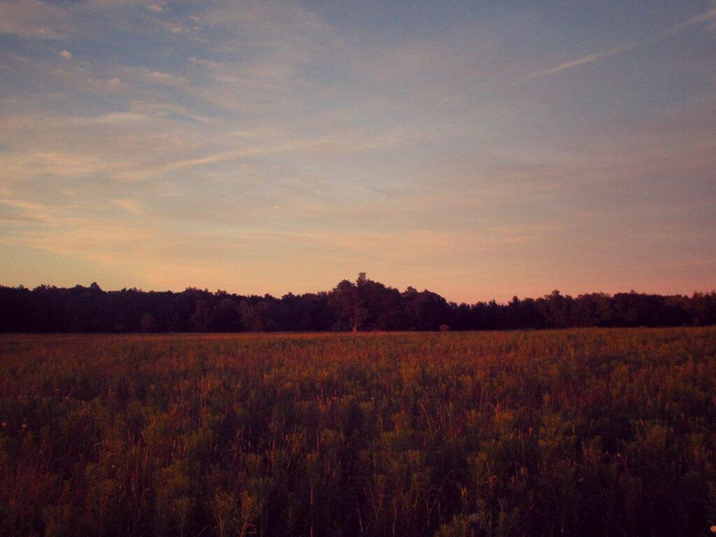 Photo: Golden