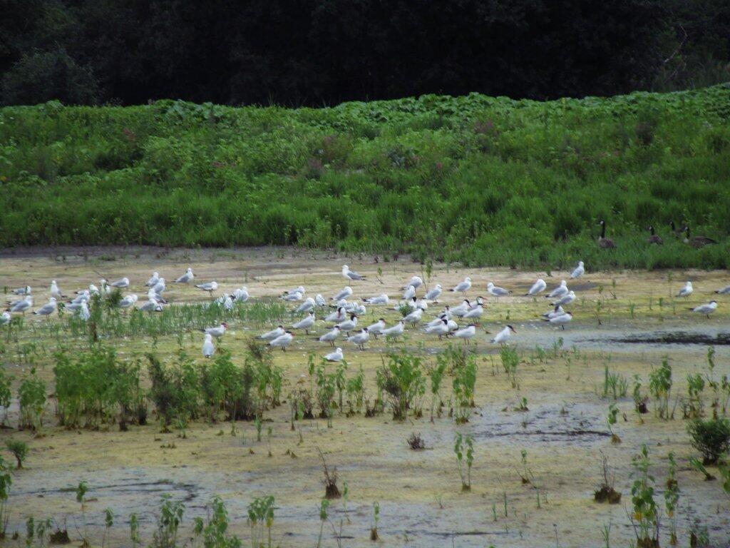 Photo: Seagulls And Geese