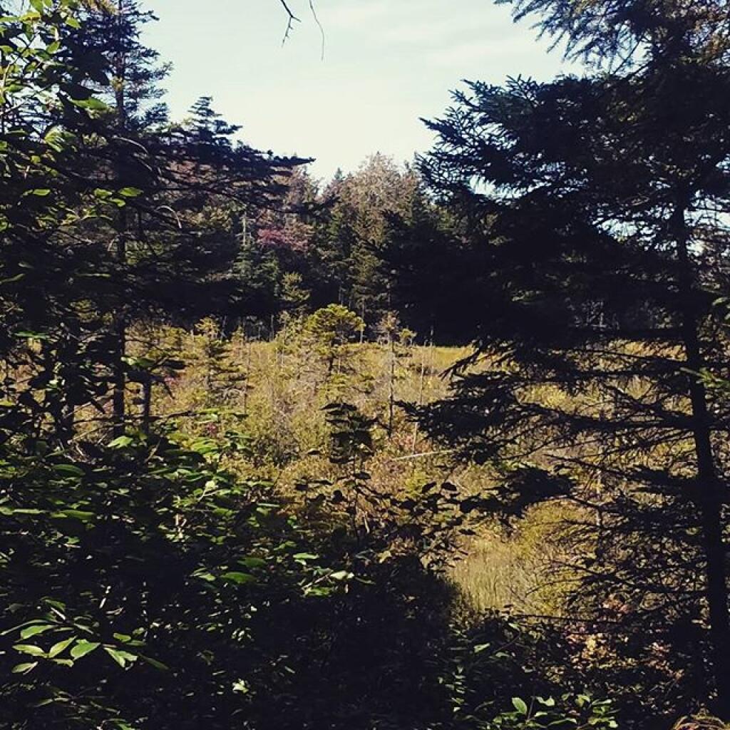 Photo: Wetlands