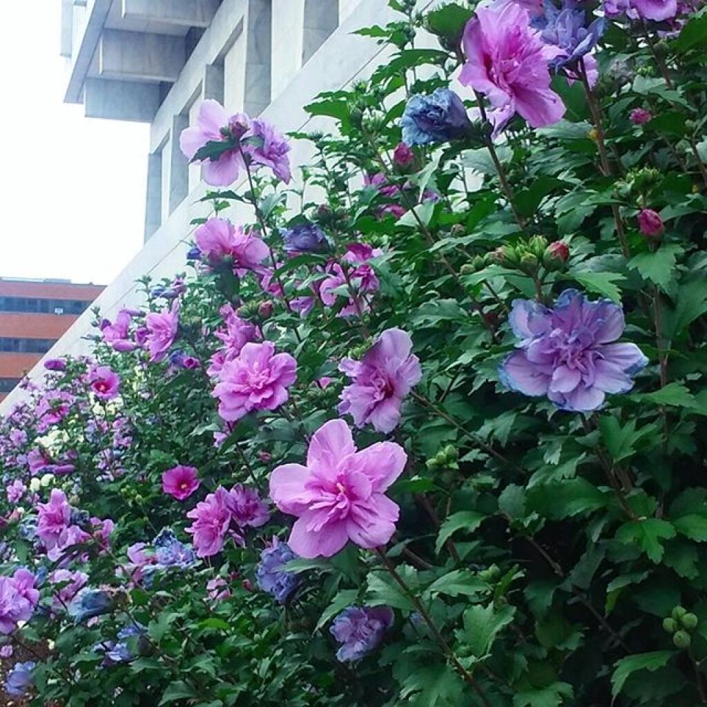 Photo: Flowers