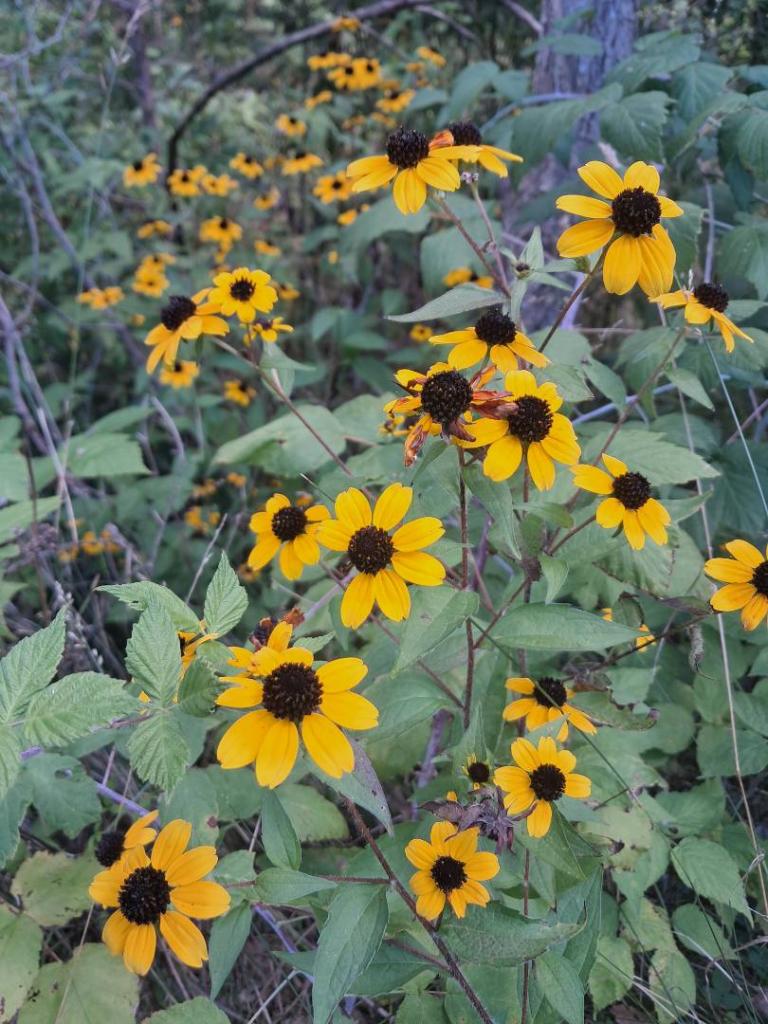 Photo: Black Eye Susans