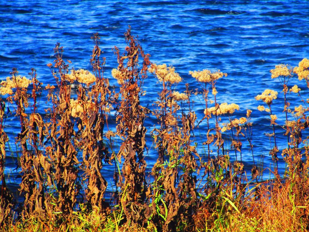 Photo: Expired Golden Rod