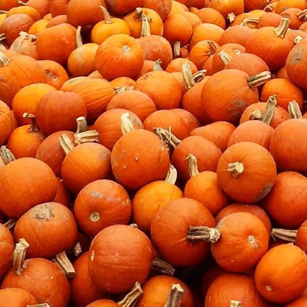 Photo: Pumpkins Photo: Pumpkins