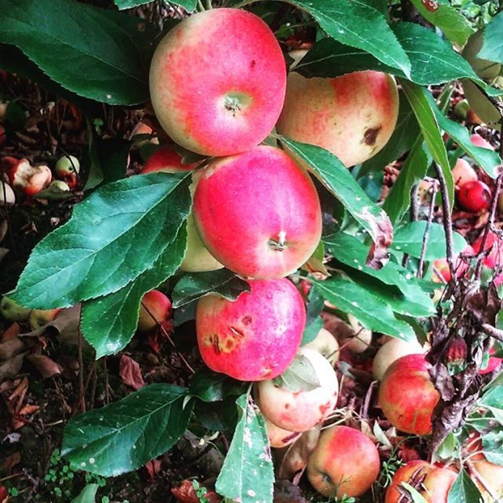 Photo: Apples