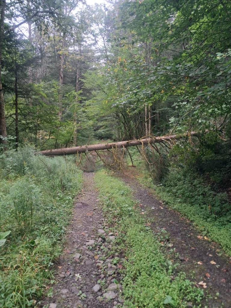 Photo: Tree blocking Cole Hollow Road [Expires September 14 2026]