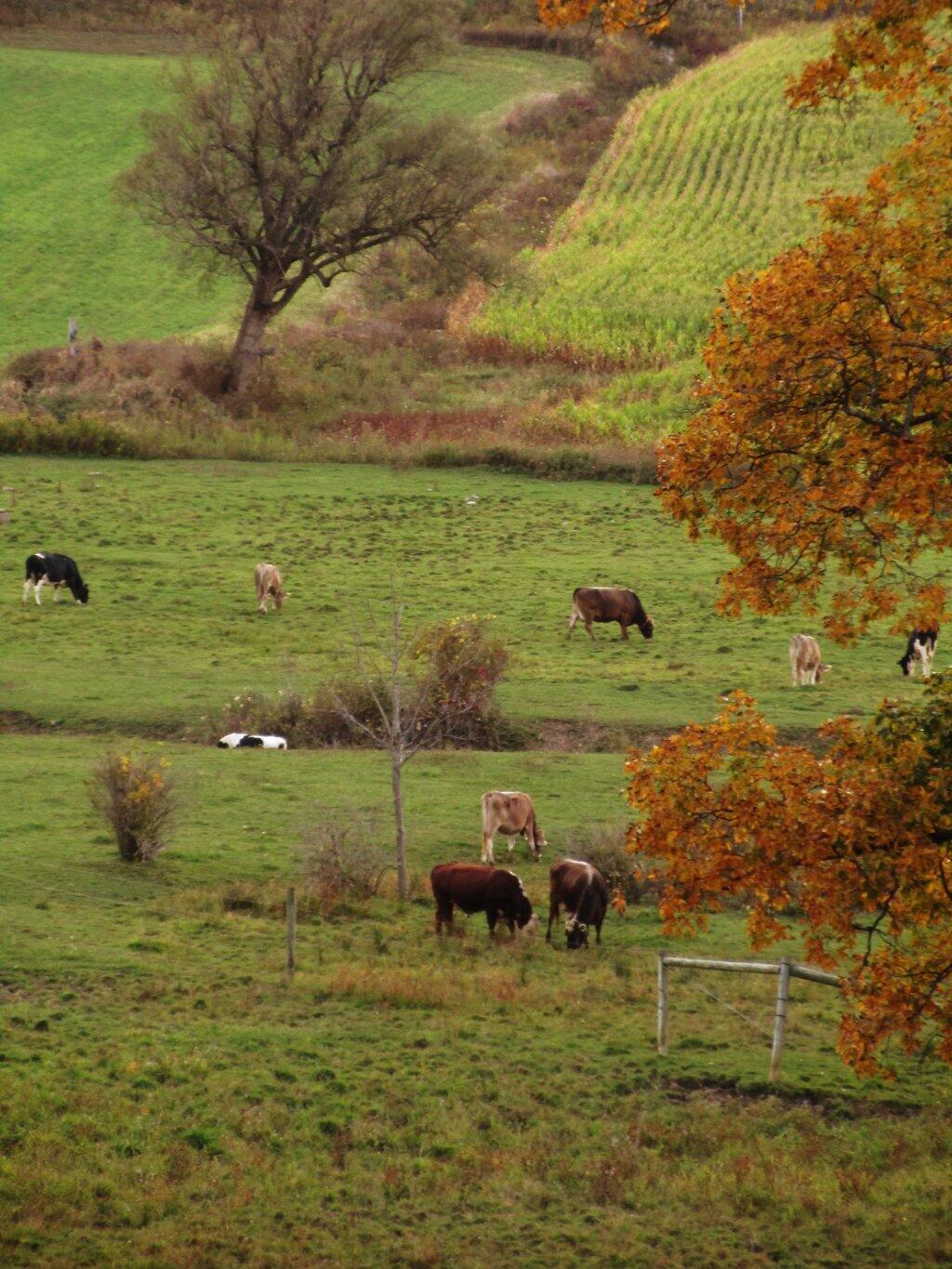 Photo: Moo