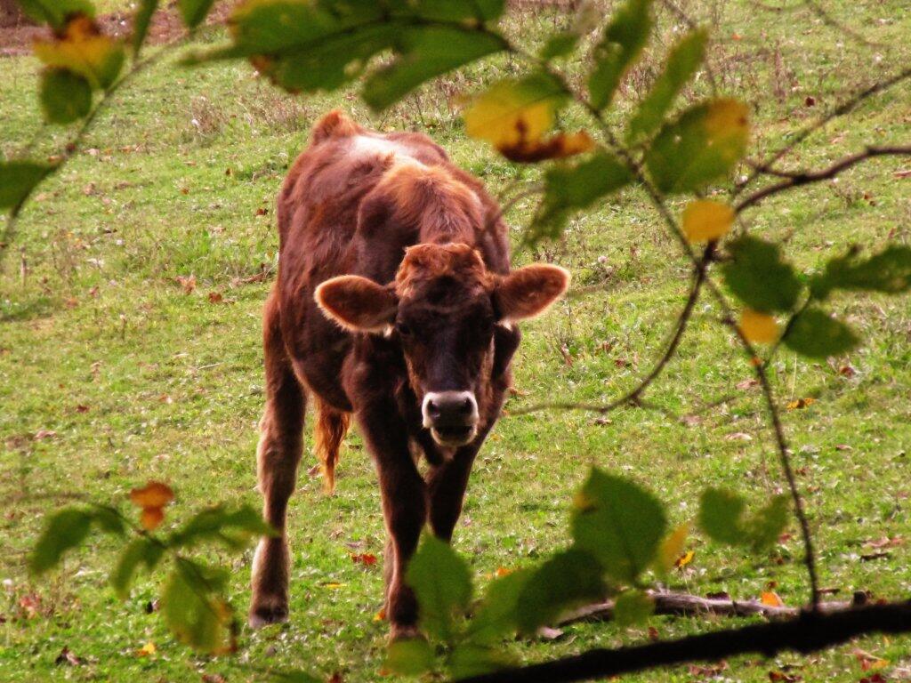Photo: Raggedy Old Steer