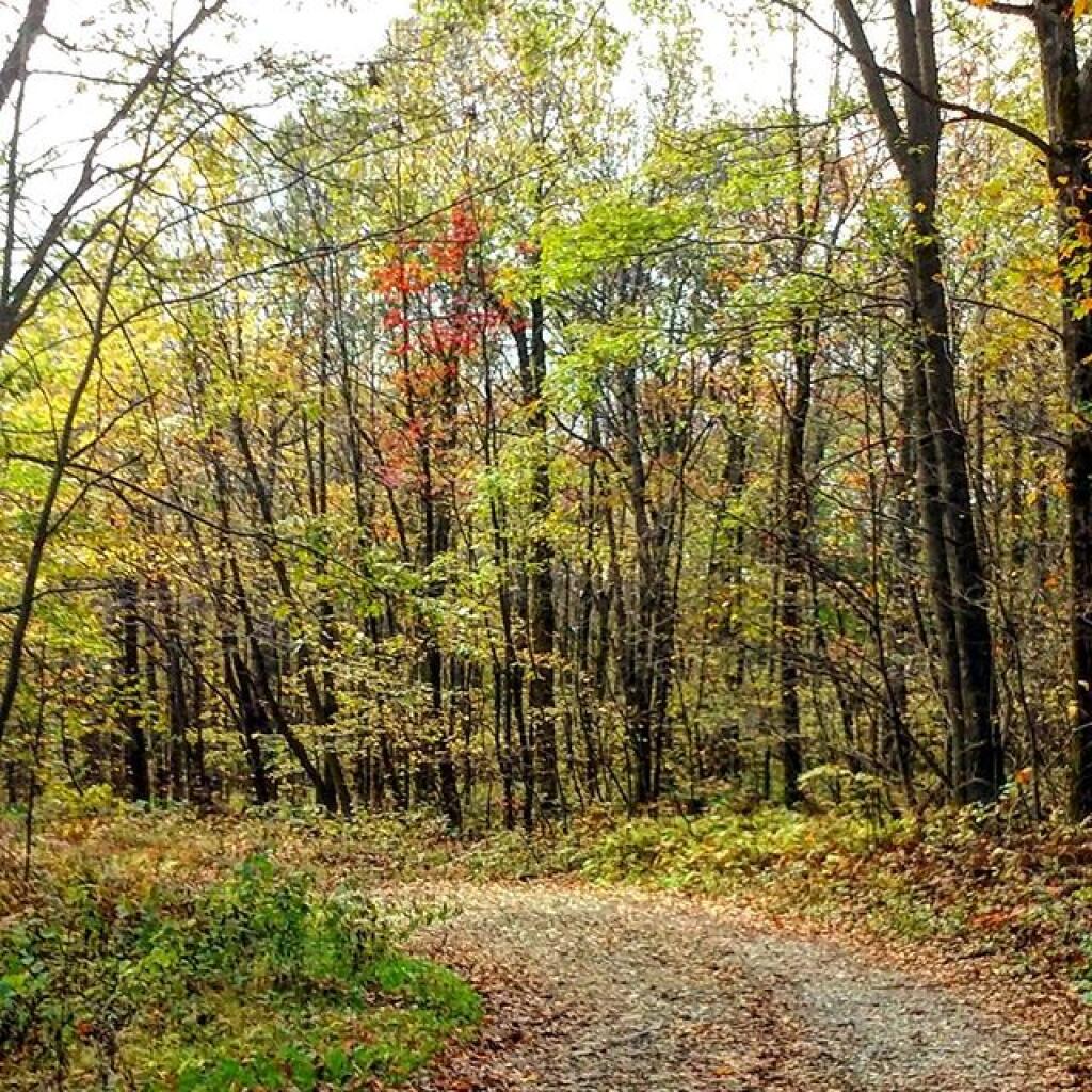 Photo: Hiking up Fire Tower Road