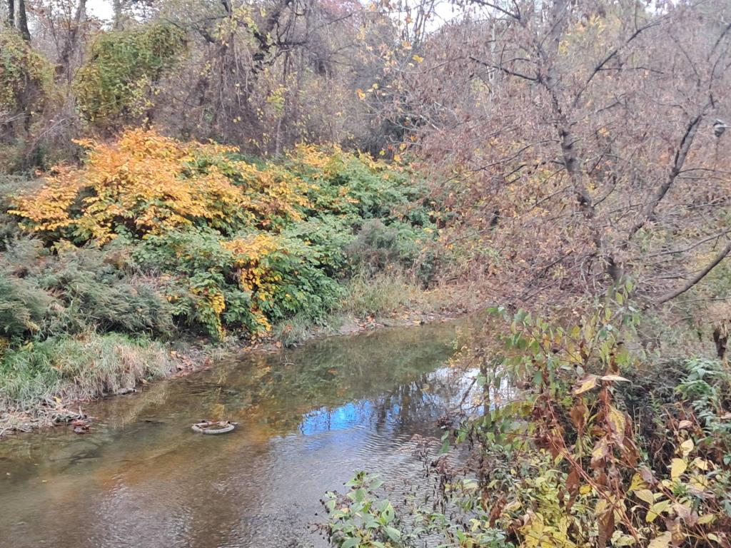 Photo: Tire in the low Coeymans Creek