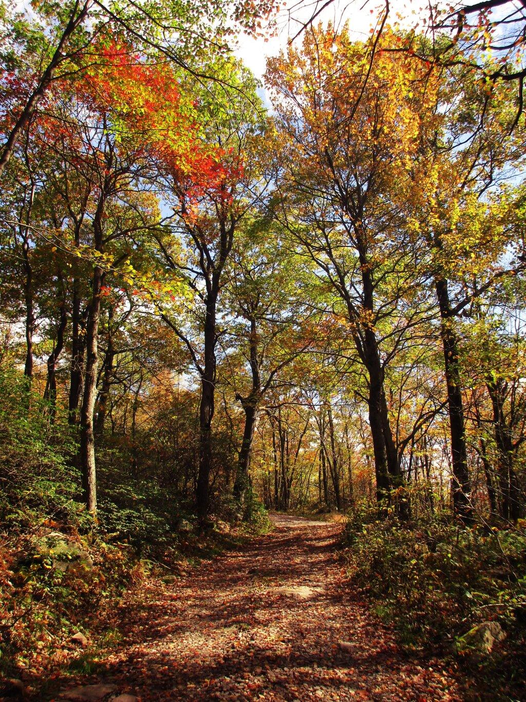 Photo: Color On Firetower Road